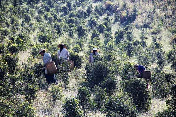 六月でも多年草は植えられる！選び方とおすすめ7種を紹介