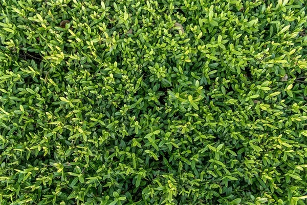 色が違うと味も変わる！彩虹人参の違いを私が実感