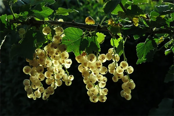 誕生月観葉植物12ヶ月一覧！あなたの月を探そう