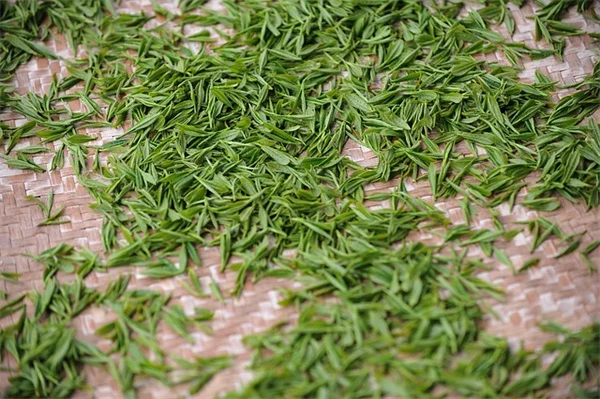 あなたの脳を活性化する5つの植物