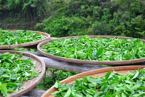 天然染料で失敗しないイースターエッグ！庭の植物で簡単に安全に染めるコツ