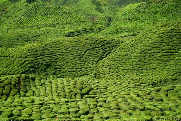 冬の庭を劇的に変える！在来植物で冬の興味を引き出す実践術